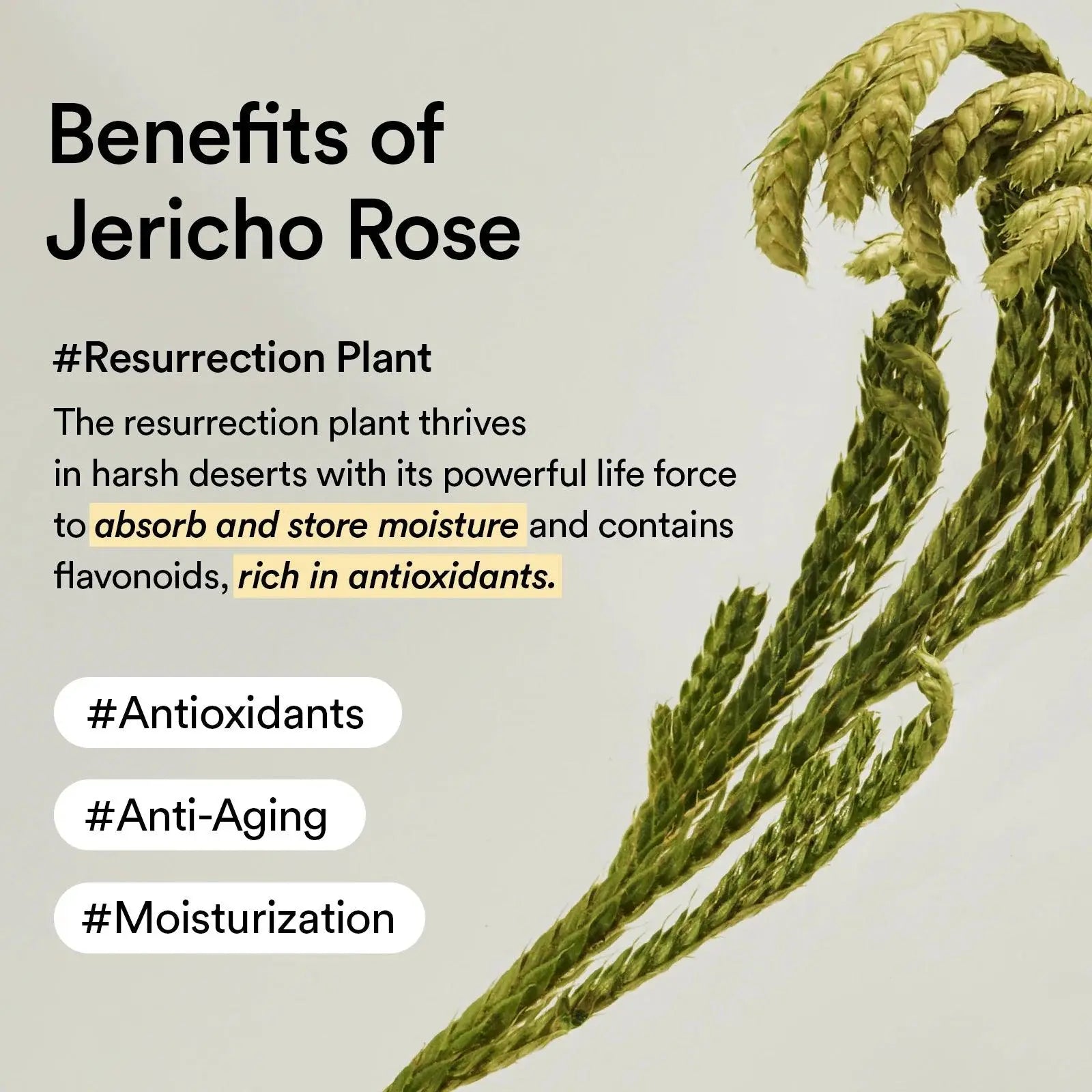 Abib Collagen Eye Patch Jericho Rose Jelly - ISLA 